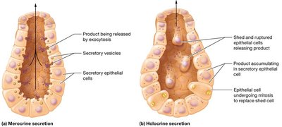 Merocrine and holocrine secretion mechanisms