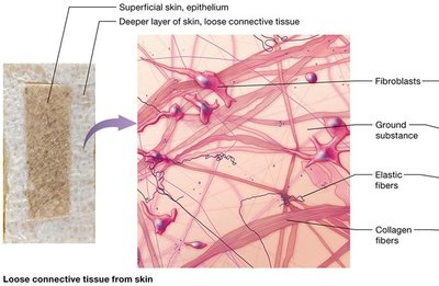 Loose connective tissue from skin