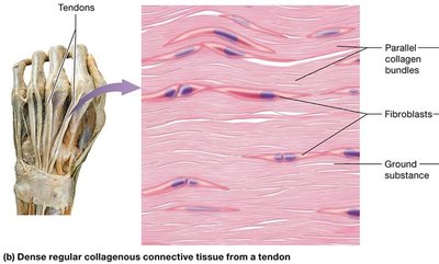 Dense regular collagenous connective tissue from tendon