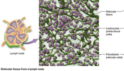 Reticular tissue from a lymph node