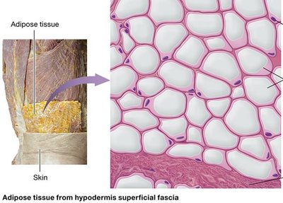 Adipose tissue from hypodermis superficial fascia