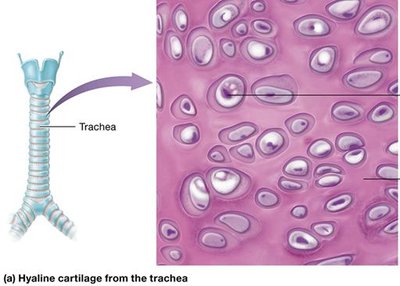 Hyaline cartilage from the trachea