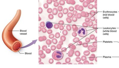 Blood tissue showing cells and plasma