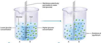 Osmosis diagram showing water movement and equilibrium