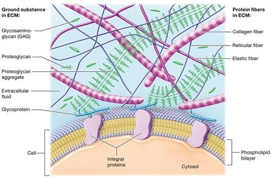 Diagram of ECM components: ground substance and protein fibers