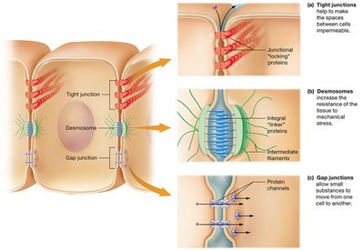 Diagram of tight, desmosome, and gap junctions