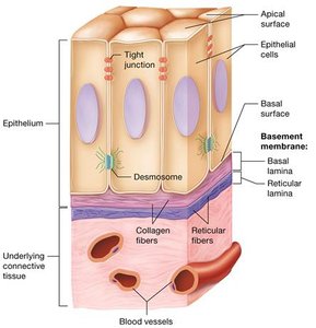 Structure of epithelial and connective tissue