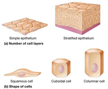 Classification of epithelial cells by layers and shape