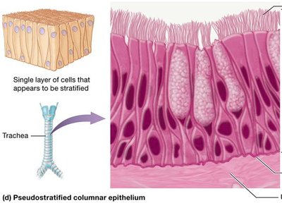 Pseudostratified columnar epithelium in the trachea