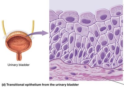Transitional epithelium from the urinary bladder