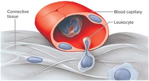 Diapedesis by a Leukocyte