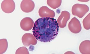 Basophil