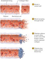 Steps in Platelet Plug Formation