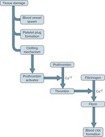 Three Mechanisms of Hemostasis