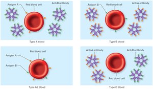 Antigens and Antibodies of the Blood Types