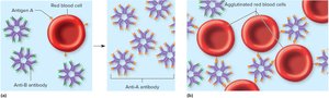 Agglutination of RBCs by Blood Antibodies