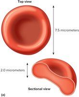 Structure of Red Blood Cells
