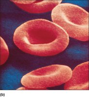 Magnified Red Blood Cells