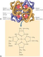 Structure of a Hemoglobin Molecule