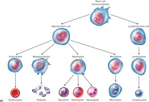 Development of Blood Cells in Red Bone Marrow