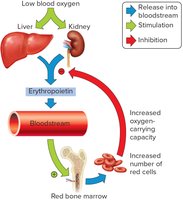 Erythropoietin and Red Blood Cell Production