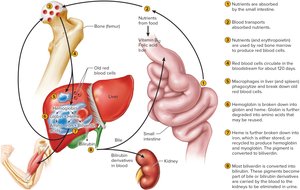 Life Cycle of a Red Blood Cell
