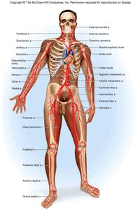 Major arteries of the human body