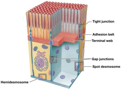 Types of cell junctions in epithelial tissue