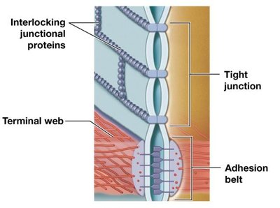 Basement membrane structure