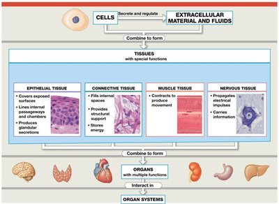 Overview of tissue types and their functions