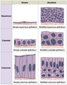 Histological images of epithelial tissue types