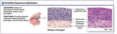 Stratified squamous epithelium: location and function