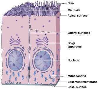 Structure of epithelial cells showing polarity and surface features