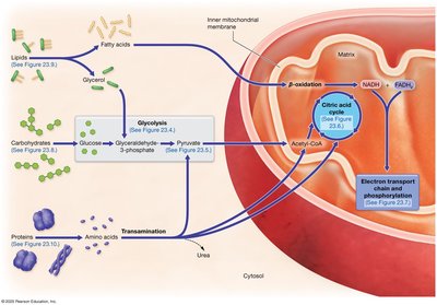 Overview of catabolic pathways for carbohydrates, lipids, and proteins
