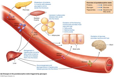 Post-absorptive state: mobilization of stored fuels