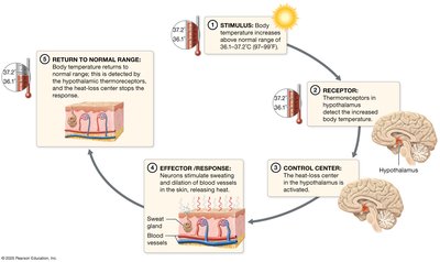 Metabolic rate and thermoregulation