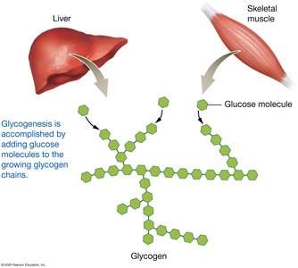 Glycogenesis in liver and skeletal muscle