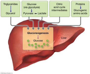 Gluconeogenesis in the liver