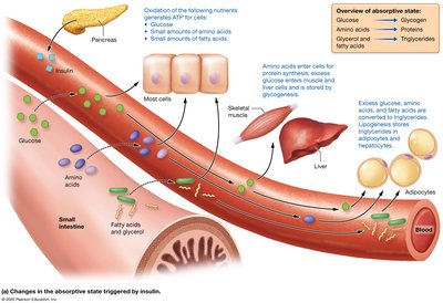 Absorptive state: nutrient uptake and storage