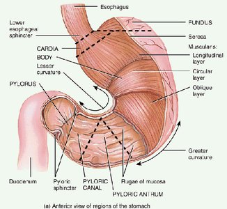 Diagram of tonic contractions in the digestive tract