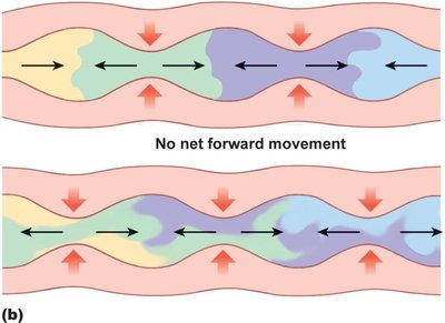 Diagram of peristalsis and segmentation