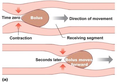 Diagram of peristalsis and segmentation