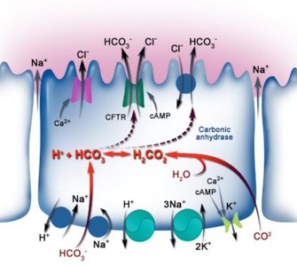 Diagram of digestive secretions