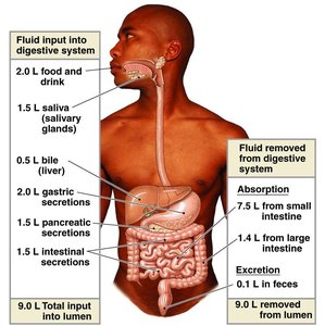 Diagram of ion and water transport in the gut