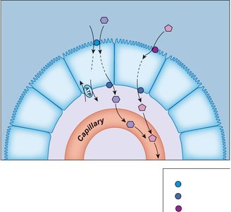 Diagram of monosaccharide absorption in the intestine