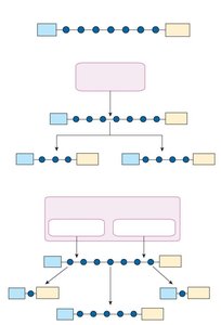 Diagram of protein digestion by endopeptidases and exopeptidases