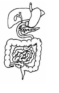 Diagram of the human digestive tract