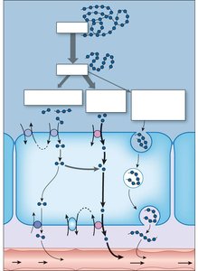 Diagram of amino acid and peptide absorption