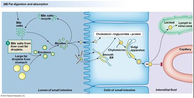 Fat digestion and absorption, step 1-2