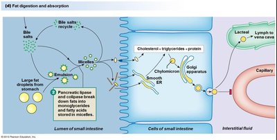 Fat digestion and absorption, step 1-3a